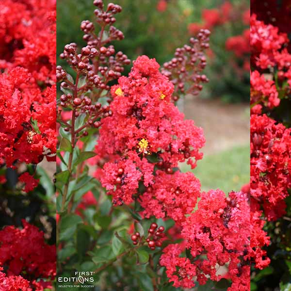 Lilas des Indes - Lagerstroemia First Editions® Red Magic