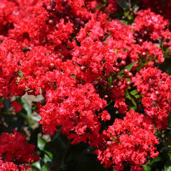 Lilas des Indes - Lagerstroemia First Editions® Red Magic