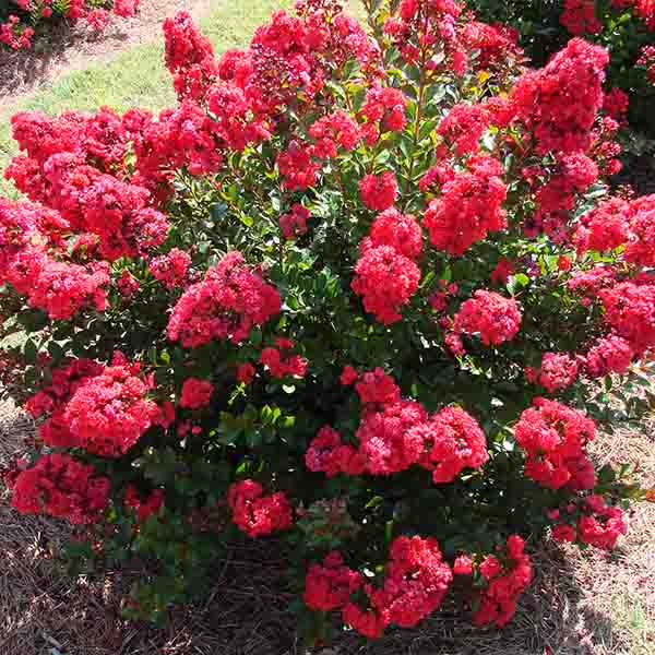 Lilas des Indes - Lagerstroemia First Editions® Red Magic