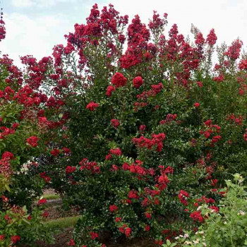 Miniature slider - Lilas des Indes - Lagerstroemia First Editions® Ruffled Red Magic