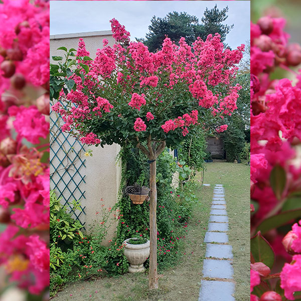 Lilas des Indes - Lagerstroemia Perigord Pourpre®