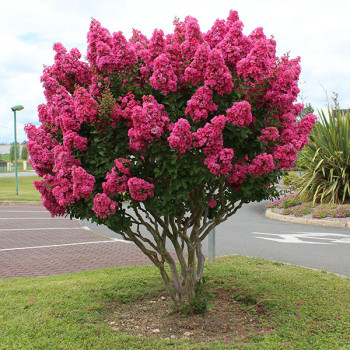 Lilas des Indes - Lagerstroemia Perigord Pourpre®