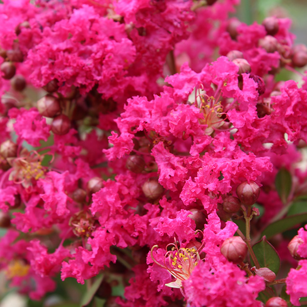 Lilas des Indes - Lagerstroemia Perigord Pourpre®