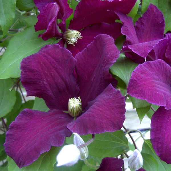 Illustration de la catégorie Clématites