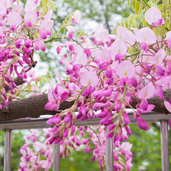 Glycine du Japon Pink Ice