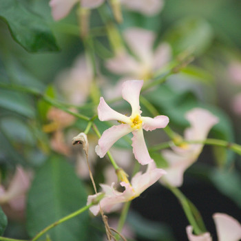 Jasmin étoilé Pink Showers®