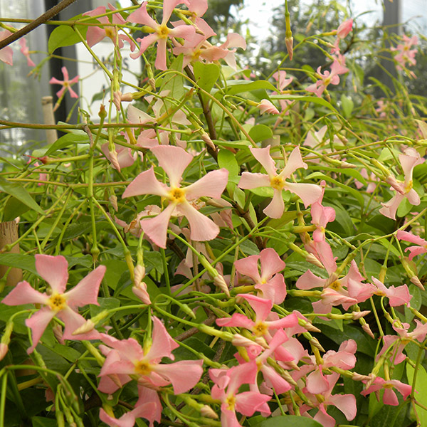 Jasmin étoilé Pink Showers®