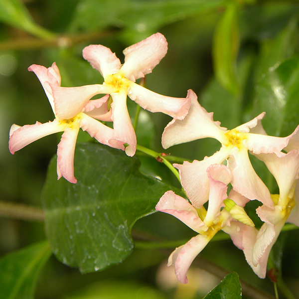 Jasmin étoilé Pink Showers®