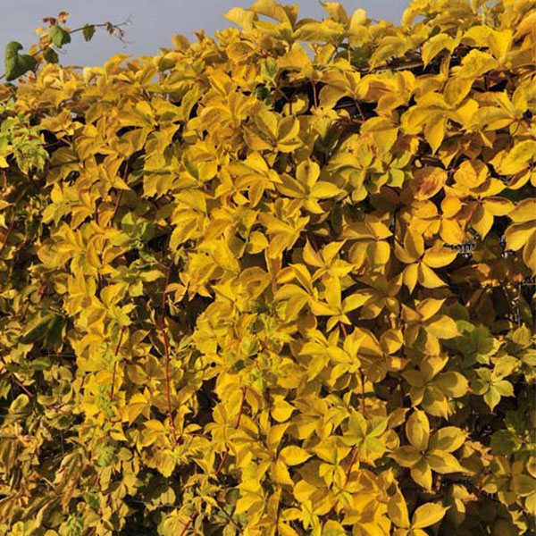 Vigne vierge quinquefolia Yellow Wall®