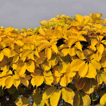 Vigne vierge quinquefolia Yellow Wall®
