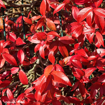Trachelospermum Winter Ruby® Trared - Image 1