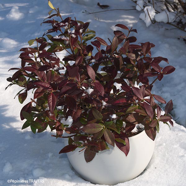 Trachelospermum Winter Ruby® Trared