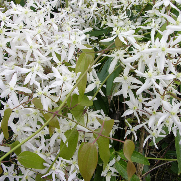 Clématite armandii