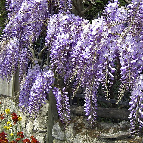 Glycine de Chine Bleue - Wisteria sinensis