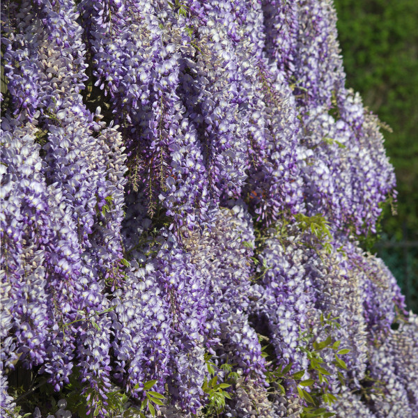 Glycine de Chine Bleue - Wisteria sinensis