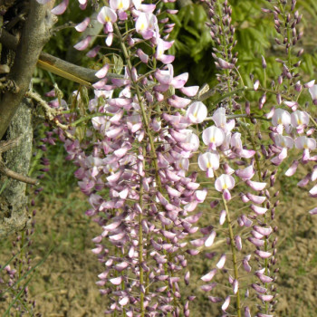 Glycine du Japon Pink Ice