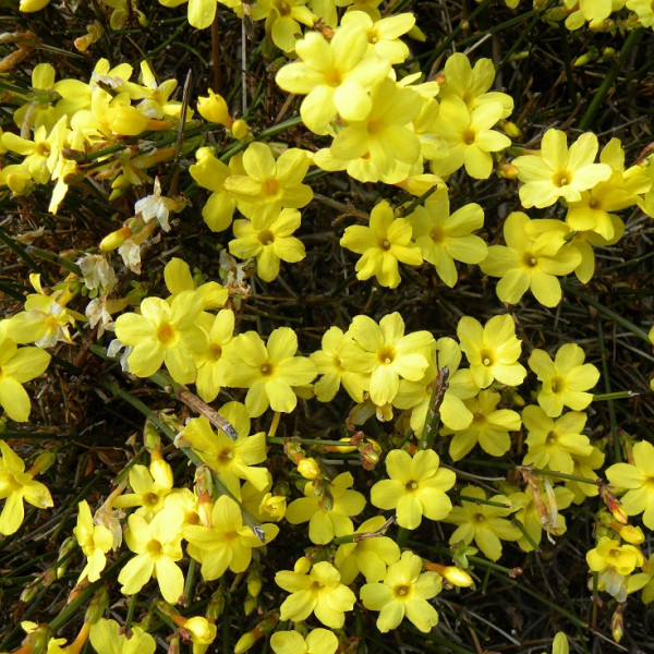 Profitez de la magnifique floraison du jasmin