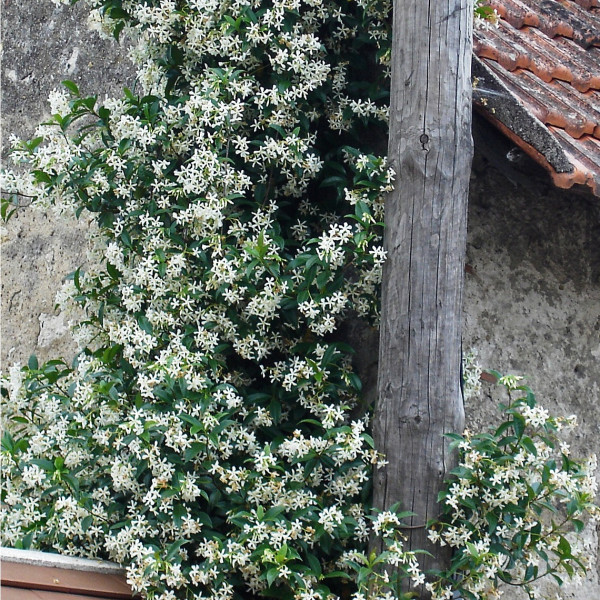 Jasmin étoilé - Trachelospermum jasminoides