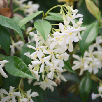 Jasmin étoilé - Trachelospermum jasminoides