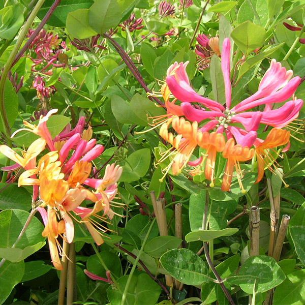 Chèvrefeuille - Lonicera Xheckrottii Goldflame 70cm