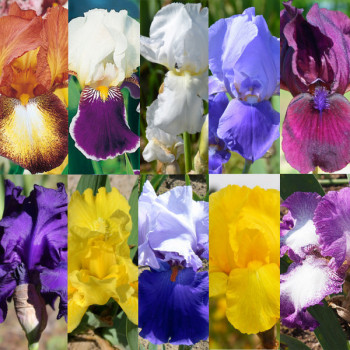 Collection 10 iris en mélange