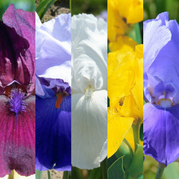 Collection 5 iris en mélange