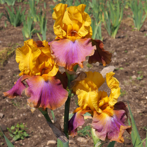 Iris Megabucks