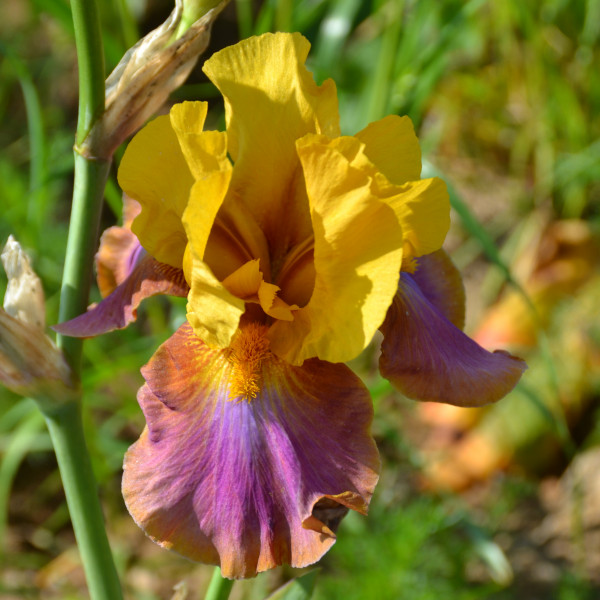 Iris Megabucks