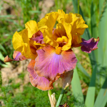 Iris Megabucks