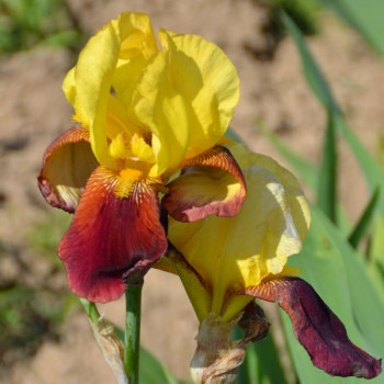 Iris Accent