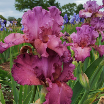Iris Ambroisie