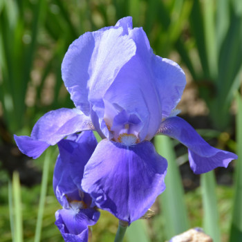 Iris Blue Shimmer