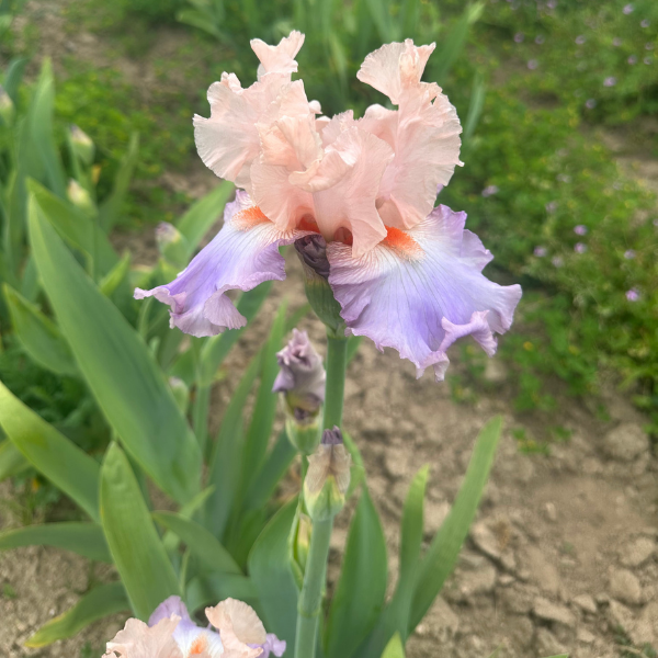 Iris Celebration Song - Image 3