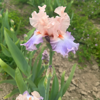 Miniature #3 slider - Iris Celebration Song