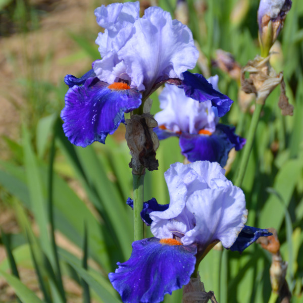 Iris Chelsea Blue