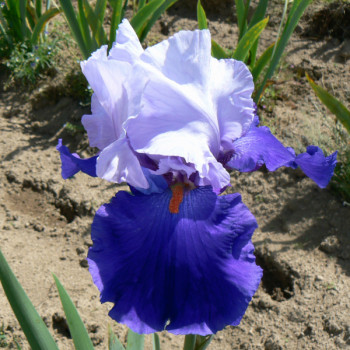 Iris Chelsea Blue