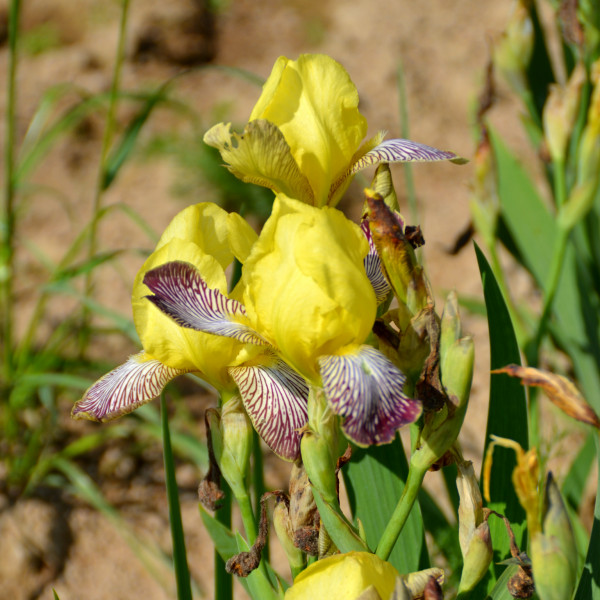 Iris Gracchus