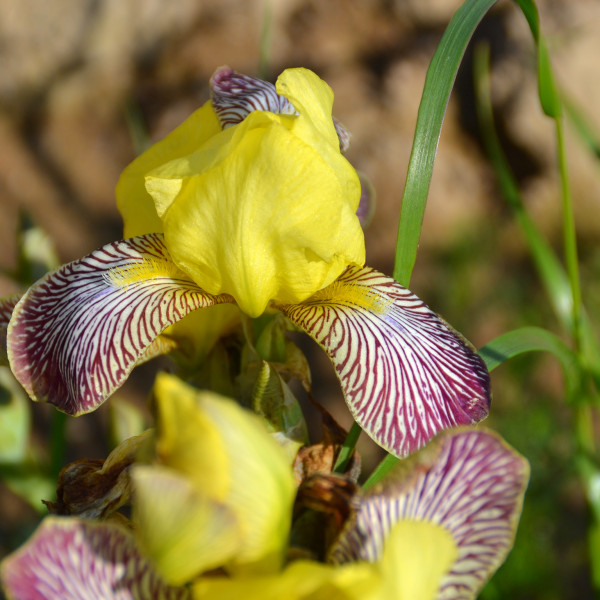 Iris Gracchus