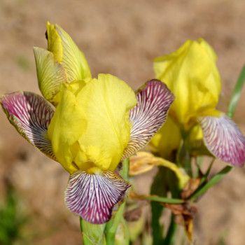 Iris Gracchus