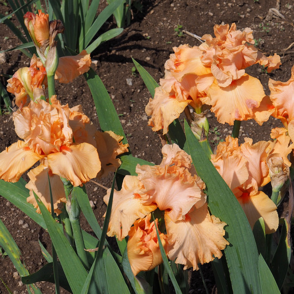 Iris Ma Pomme