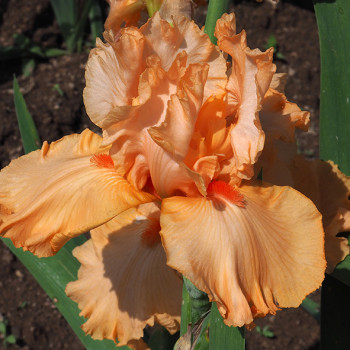 Iris Ma Pomme