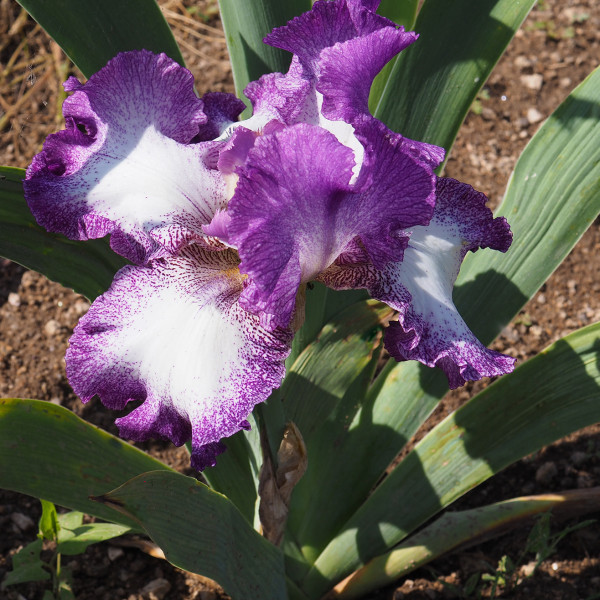 Iris Mariposa Autumn