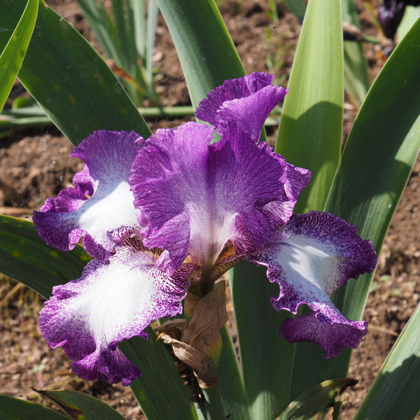 Iris Mariposa Autumn