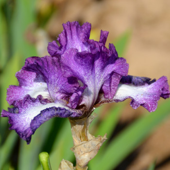 Iris Mariposa Autumn