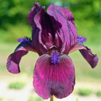 Iris nain Cherry Garden