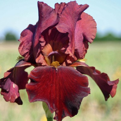 Iris Red at night