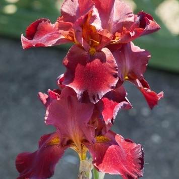 Iris Red at night