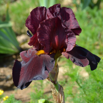 Iris Red at night