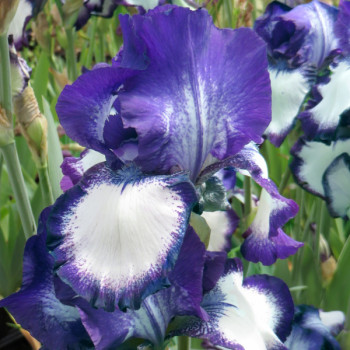 Iris Rococo