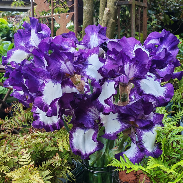 Iris Mariposa Autumn - Image 3